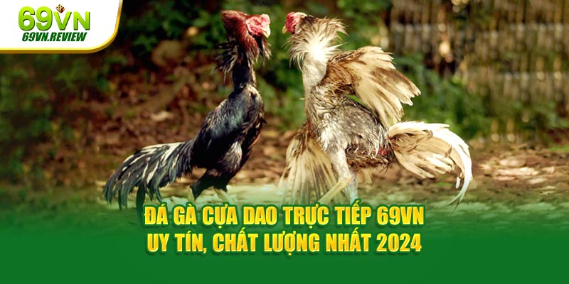 Đá gà cựa dao trực tiếp