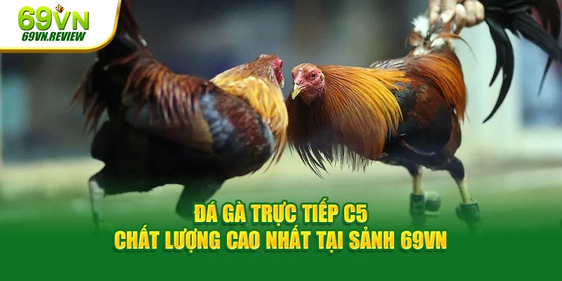 Đá Gà Trực Tiếp C5